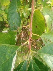 Pterostyrax hispidus