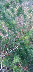 Asparagus suaveolens