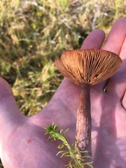 Lactarius rufus