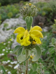 Phlomis cretica