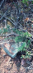 Asparagus suaveolens