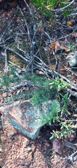 Asparagus suaveolens
