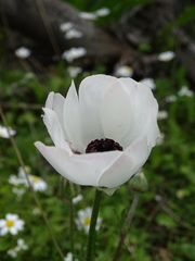 Ranunculus asiaticus