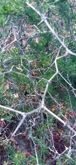 Asparagus suaveolens