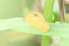 Ypthima sesara