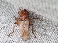Hippoboscoidea