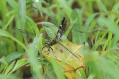 Orthetrum serapia