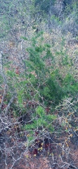 Asparagus suaveolens
