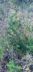 Asparagus suaveolens