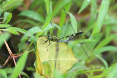 Orthetrum serapia