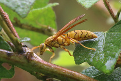 Polistes olivaceus