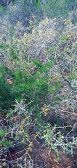 Asparagus suaveolens