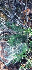 Asparagus suaveolens
