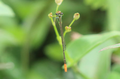 Agriocnemis exsudans