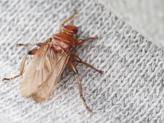 Hippoboscoidea