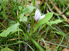 Romulea bulbocodium