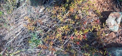 Crassula subaphylla subaphylla