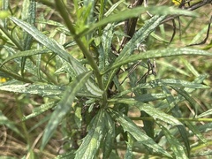 Senecio polyanthemoides