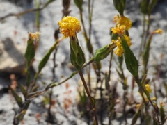 Podotheca gnaphalioides