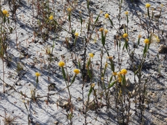 Podotheca gnaphalioides