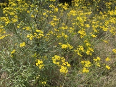 Senecio polyanthemoides