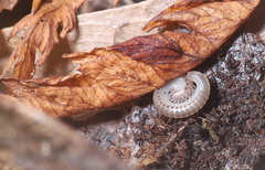 Blaniulus guttulatus