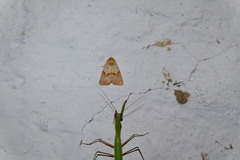 Mycteroplus puniceago