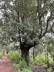 Quercus calophylla