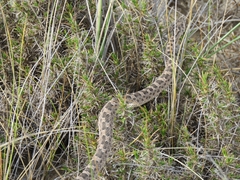 Bothrops ammodytoides
