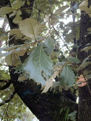 Quercus calophylla