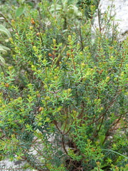 Hypericum empetrifolium