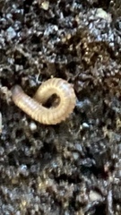 Diplopoda