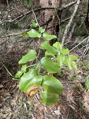 Smilax australis