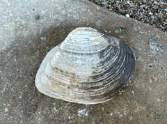 Truncilla truncata