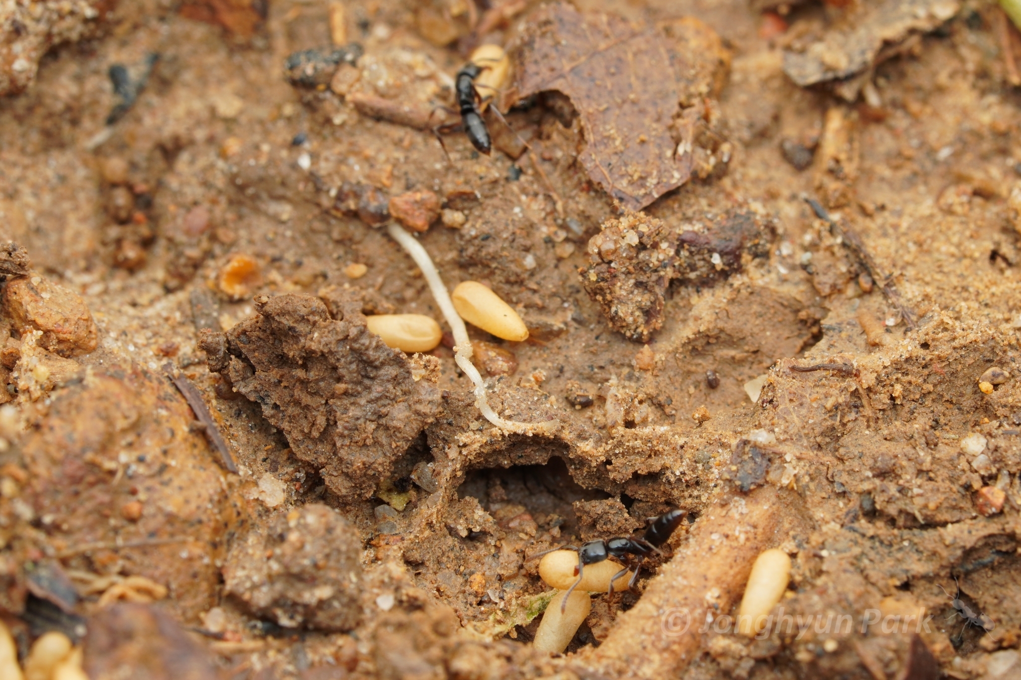 Brachyponera luteipes