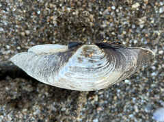 Truncilla truncata