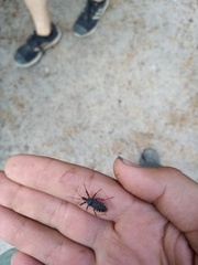 Rhynocoris annulatus