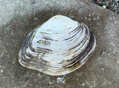Truncilla truncata