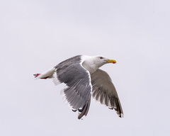 Larus schistisagus