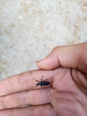 Rhynocoris annulatus