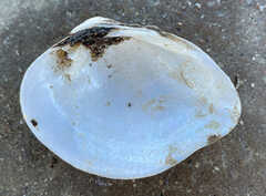 Truncilla truncata
