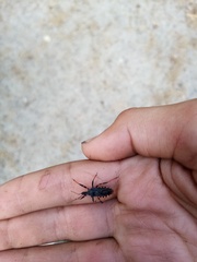 Rhynocoris annulatus