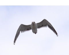 Larus schistisagus