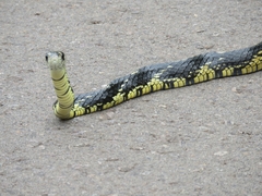 Spilotes pullatus