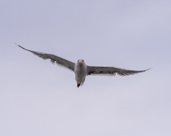 Larus schistisagus