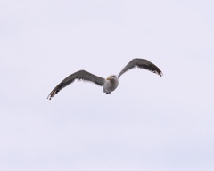 Larus schistisagus