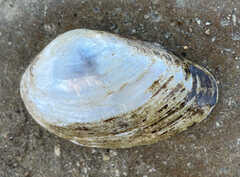 Truncilla donaciformis