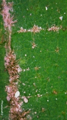 Seringia arborescens