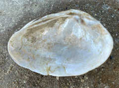 Truncilla donaciformis