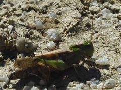 Oedaleus infernalis
